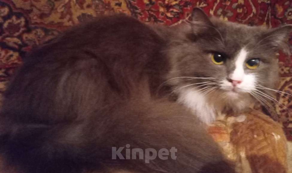 Кошки в Москве: Серый с белым сибирский котик Мальчик, Бесплатно - фото 1