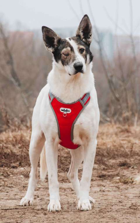 Собаки в Москве: Без глазика, но с большим сердцем. Гоша - уникальный, добрый пёс-друг из приюта в добрые руки Мальчик, Бесплатно - фото 3