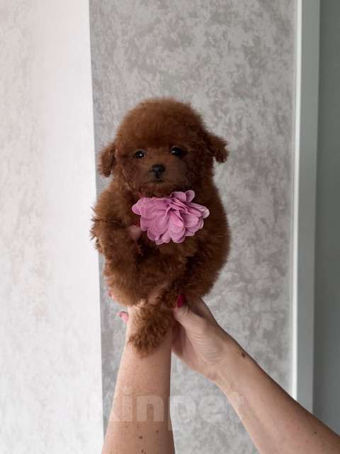 Собаки в Москве: Щенок девочка Тедди Пудель Китай Девочка, 230 000 руб. - фото 3