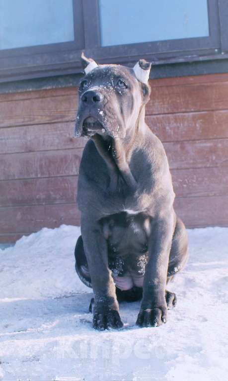 Собаки в других городах Ярославской области: Кане корсо. Мощная девочка. Девочка, 80 000 руб. - фото 5