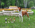 Собаки в Щелково: Кобель басенджи Мальчик, 10 000 руб. - фото 2