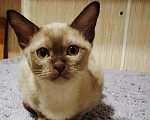 Кошки в Ливны: Шикарная Красотка Европейская Бурма, 40 000 руб. - фото 9
