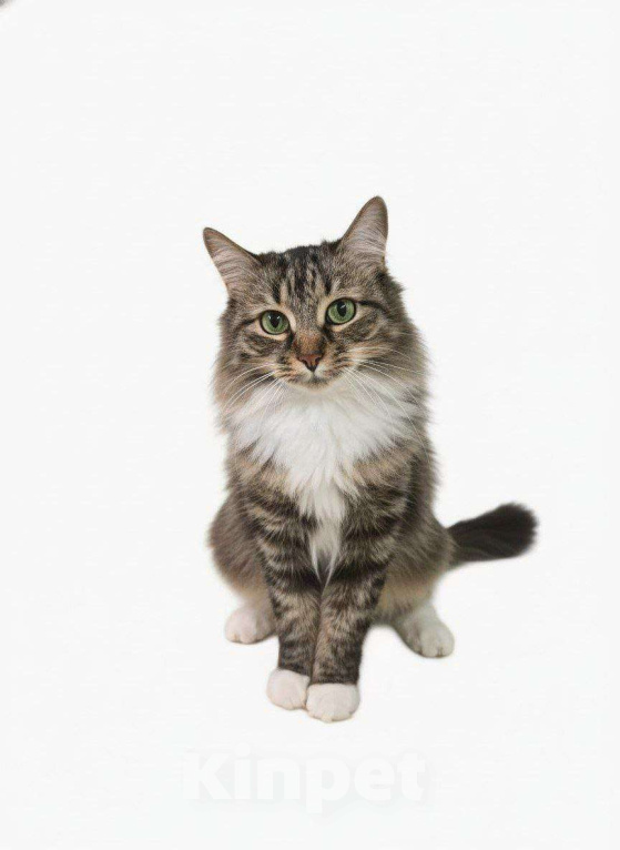 Кошки в Москве: Пушистая Юки в поисках своих людей Девочка, Бесплатно - фото 2