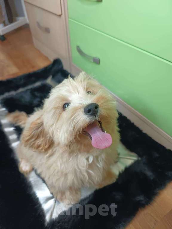 Собаки в Москве: Мальтипу мальчик  Мальчик, 45 000 руб. - фото 1