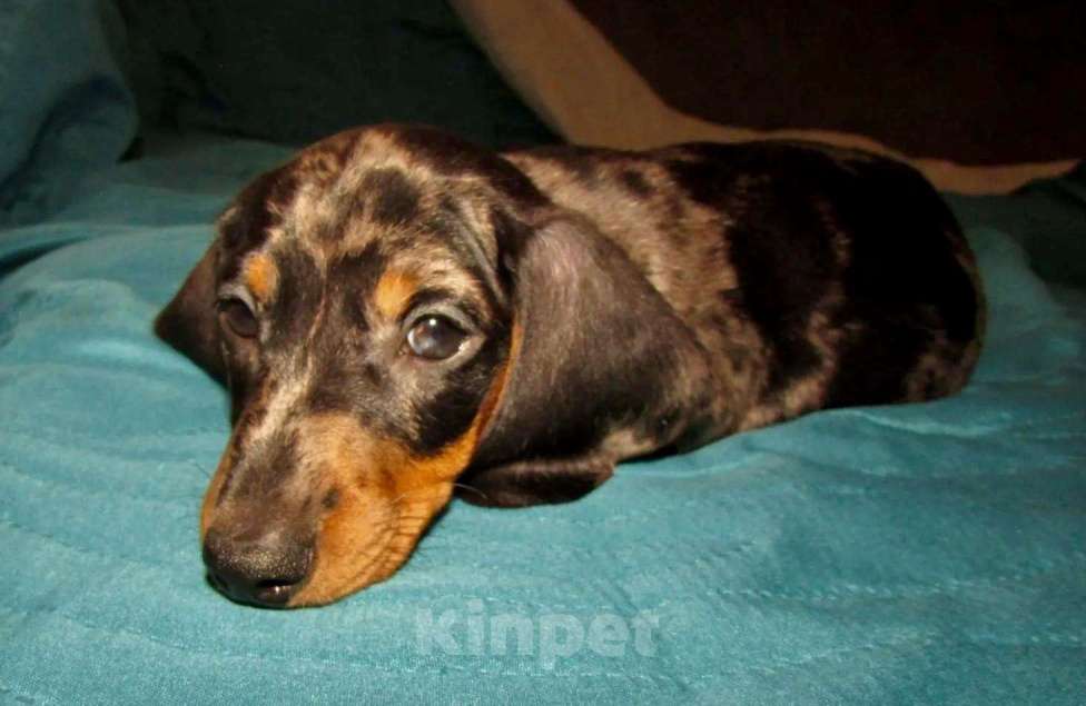 Собаки в Москве: Две сестрички Девочка, 50 000 руб. - фото 2