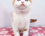 Кошки в Москве: Красный арлекин- девочка, прямоухая шотландка Девочка, Бесплатно - фото 3