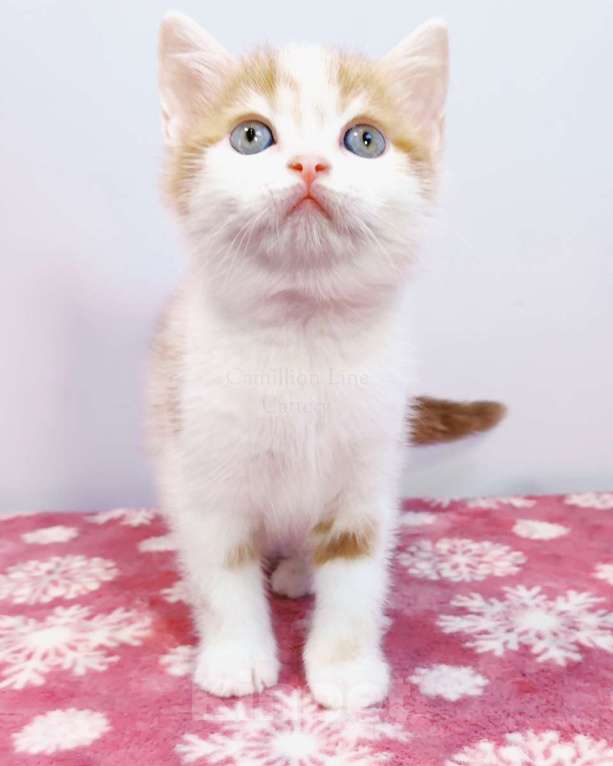 Кошки в Москве: Красный арлекин- девочка, прямоухая шотландка Девочка, Бесплатно - фото 3