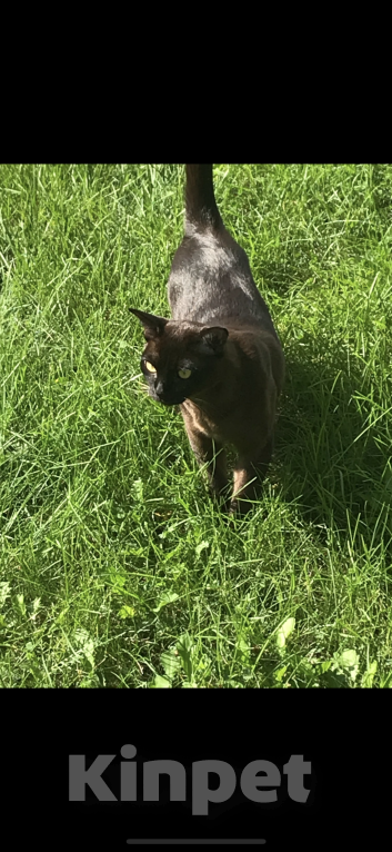 Кошки в других городах Московской области: Помогите найти любимца Мальчик, 50 000 руб. - фото 3