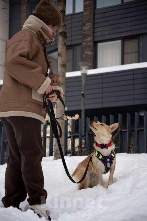 Собаки в Москве: Небольшая собачка Лисян ищет дом и семью! Девочка, Бесплатно - фото 4