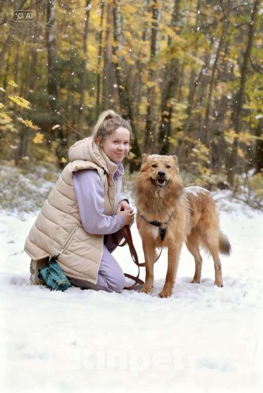 Собаки в Москве: Лёвушка в поиске надежного плеча Мальчик, Бесплатно - фото 7