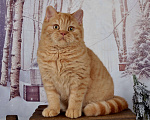 Кошки в Санкт-Петербурге: Британский котик солнечного окраса Мальчик, 45 000 руб. - фото 4