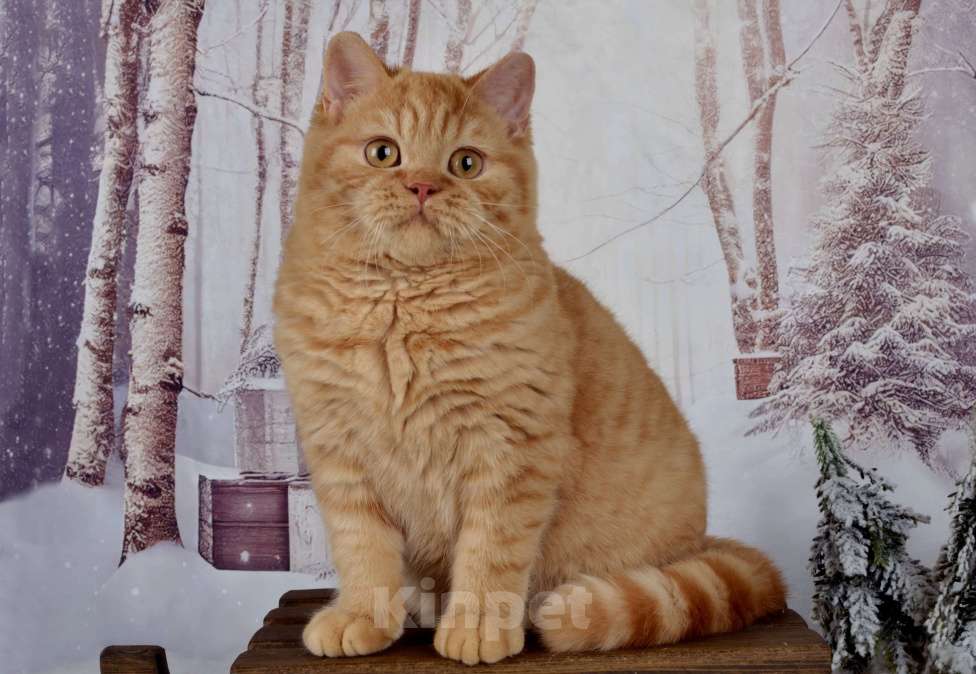 Кошки в Санкт-Петербурге: Британский котик солнечного окраса Мальчик, 45 000 руб. - фото 4