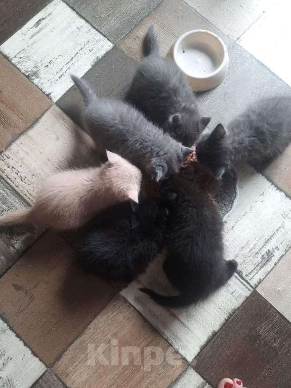 Кошки в Москве: Котята в добрые руки Девочка, Бесплатно - фото 4