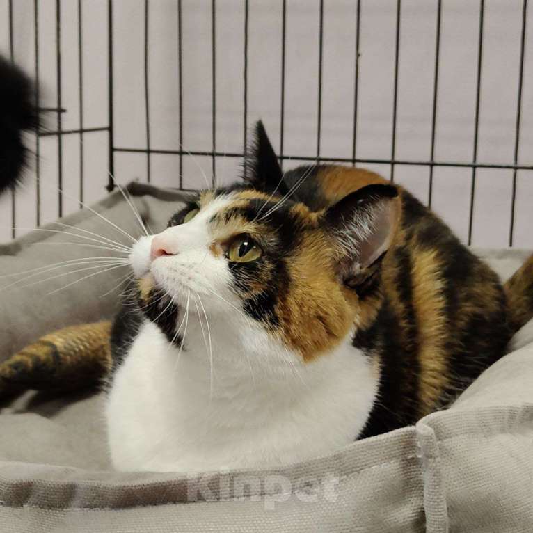 Кошки в Москве: Трехцветная кошка в добрые руки Девочка, Бесплатно - фото 1