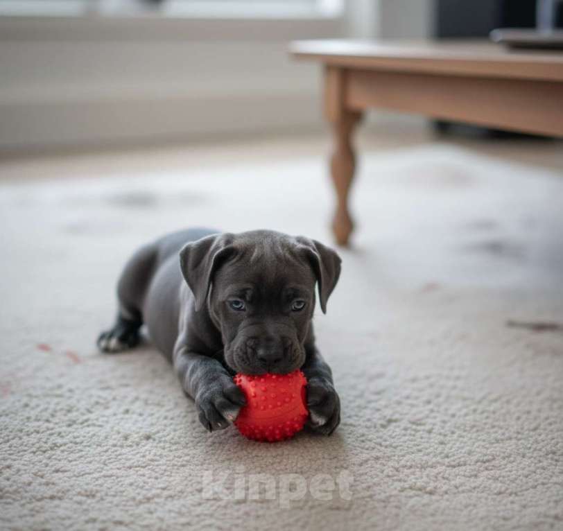 Собаки в Москве: Кане корсо премиум-класса | голубой кобель, последний из помёта Мальчик, 50 000 руб. - фото 2