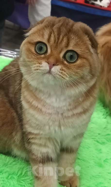 Кошки в Москве: Золотой котик с аквамариновыми глазами Мальчик, 25 000 руб. - фото 2