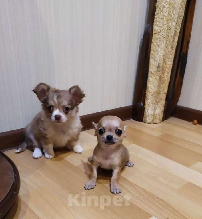 Собаки в Москве: Гномик, мини чихуахуа  Мальчик, 40 000 руб. - фото 5