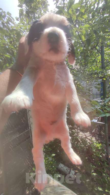 Собаки в Симферополе: Щенки Русский охотничий спаниель Мальчик, 30 000 руб. - фото 2