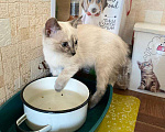Кошки в Москве: Трехмесячный котенок-девочка в добрые руки Девочка, Бесплатно - фото 4