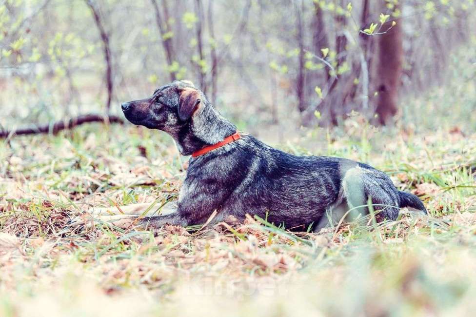 Собаки в Москве: Мадера Девочка, Бесплатно - фото 3