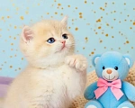 Кошки в Новосибирске: Котенок Мальчик, Бесплатно - фото 2