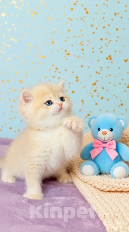 Кошки в Новосибирске: Котенок Мальчик, Бесплатно - фото 2
