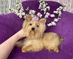 Собаки в Москве: Подрощенный мини йорк девочка голубоглазая Девочка, 100 000 руб. - фото 4