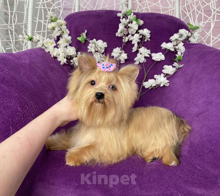 Собаки в Москве: Подрощенный мини йорк девочка голубоглазая Девочка, 100 000 руб. - фото 4