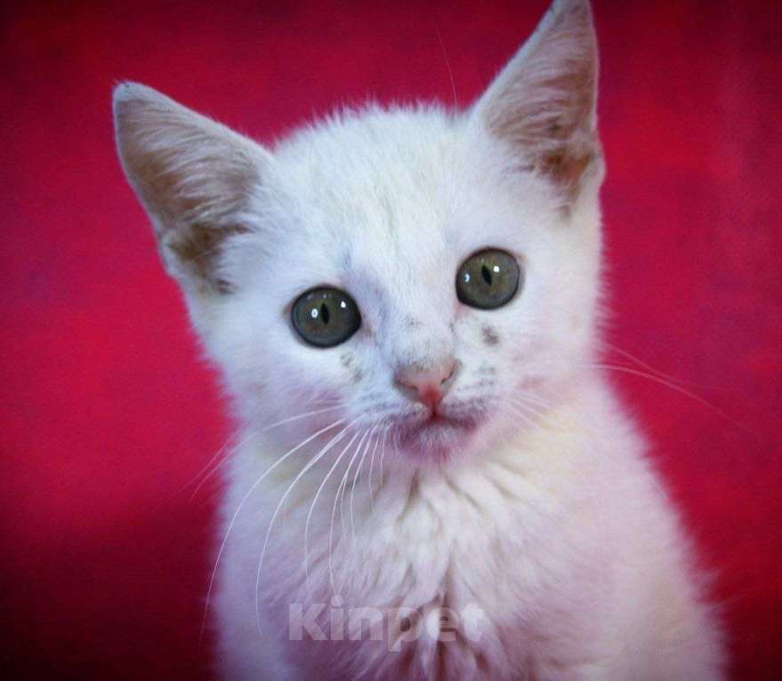 Кошки в Москве: Котенок Злата ищет дом Девочка, Бесплатно - фото 2