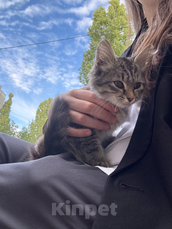 Кошки в Волгограде: Ласковая девочка в добрые руки Девочка, Бесплатно - фото 3
