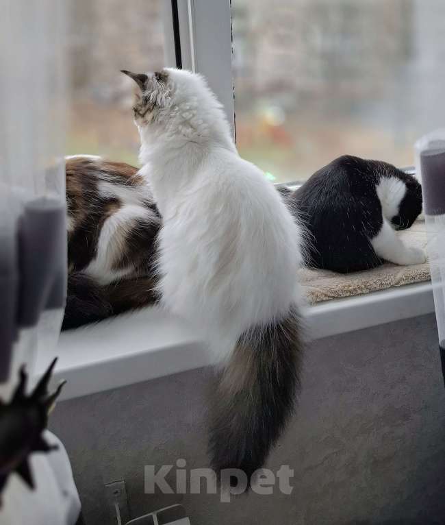 Кошки в Ярославле: Шотландская длинношерстная девочка  Девочка, 35 000 руб. - фото 5