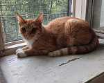 Кошки в Санкт-Петербурге: Котик-мурлыка ищет дом Мальчик, Бесплатно - фото 6
