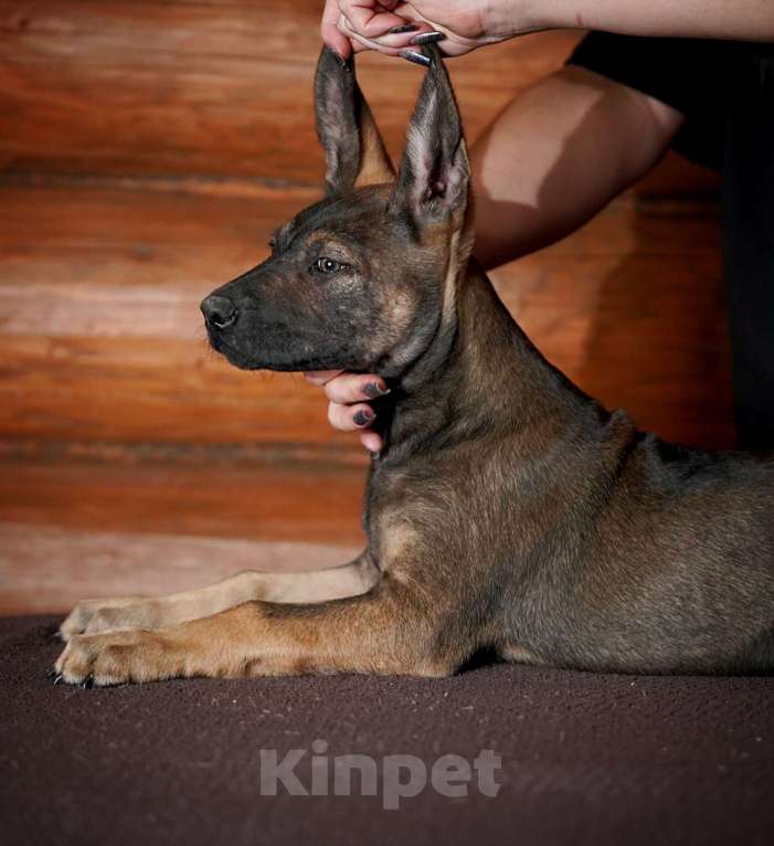 Собаки в Александрове: Мальчик Ксолоитцкуинтли в шерсти  Мальчик, 5 000 руб. - фото 8