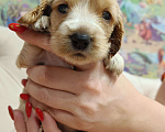 Собаки в Чите: Продам щенков английского кокер спаниеля  Мальчик, 10 000 руб. - фото 4