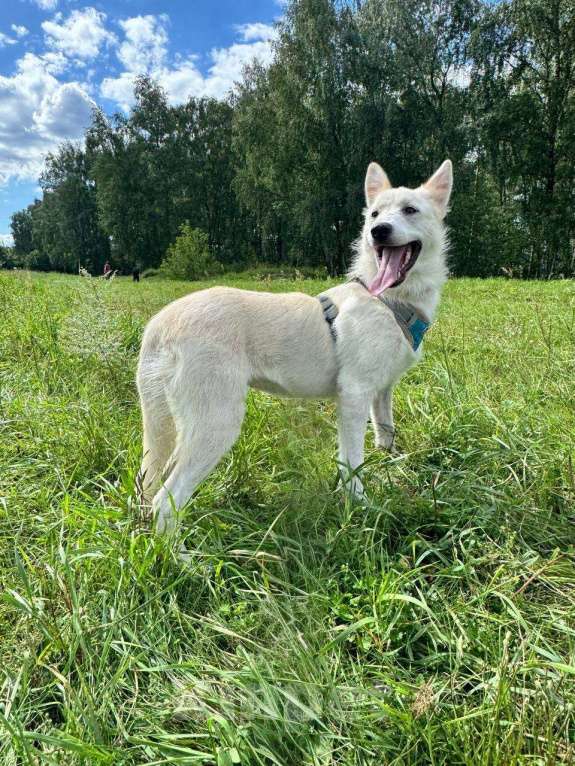 Собаки в Москве: Молодая собака Юкки Девочка, Бесплатно - фото 4