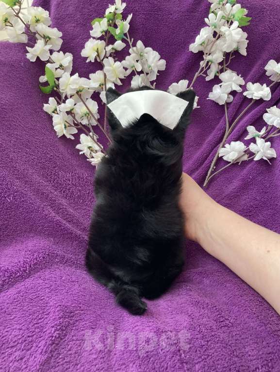 Собаки в Москве: Чёрный йорк мальчик бэби фейс Мальчик, 80 000 руб. - фото 3