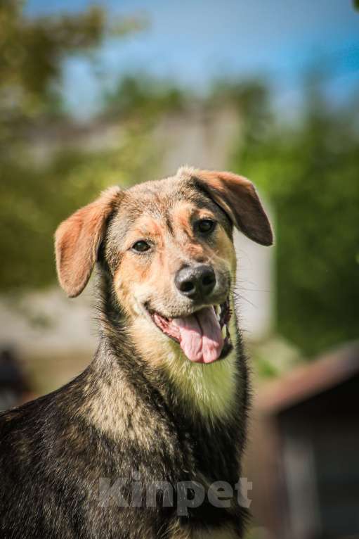 Собаки в Красногорске: Самый обнимательный щенок Перчик 6 месяца очень ждёт родителей  Мальчик, Бесплатно - фото 3