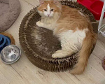 Кошки в Москве: Кот Лева ищет дом Мальчик, Бесплатно - фото 1