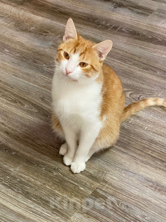 Кошки в Санкт-Петербурге: Ласковый мальчик в добрые руки Мальчик, Бесплатно - фото 6