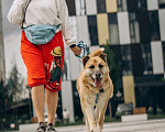 Собаки в Москве: Добряк Шамуб ищет дом! Мальчик, Бесплатно - фото 6