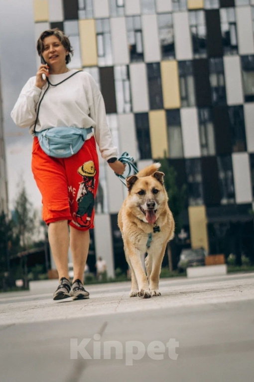 Собаки в Москве: Добряк Шамуб ищет дом! Мальчик, Бесплатно - фото 6