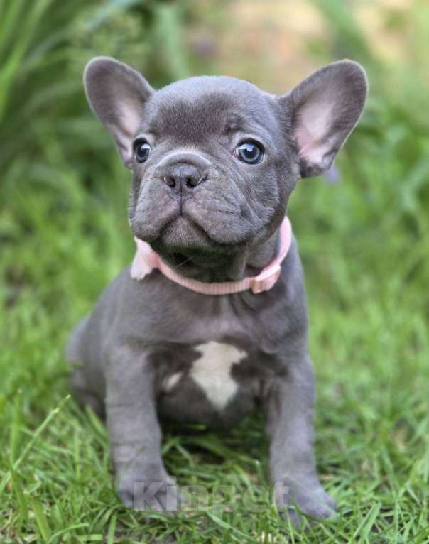 Собаки в Москве: Щеночки Французского Бульдога  Мальчик, 40 000 руб. - фото 3