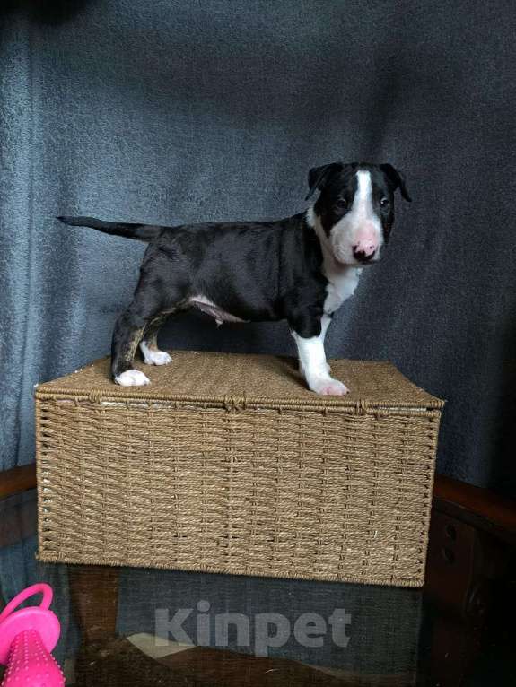 Собаки в Москве: Очень перспективные щенки стандартного бультерьера от здоровой и красивой пары чемпионов Мальчик, 90 000 руб. - фото 8