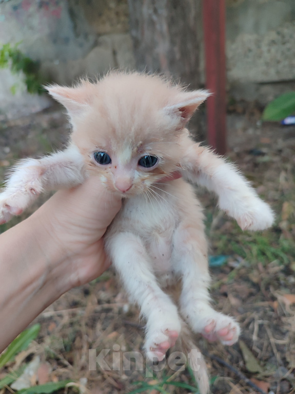 Кошки в Ставрополе: Отдам бездомных котят Мальчик, Бесплатно - фото 3