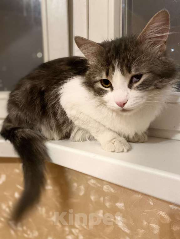 Кошки в Москве: Зефир Мальчик, Бесплатно - фото 5