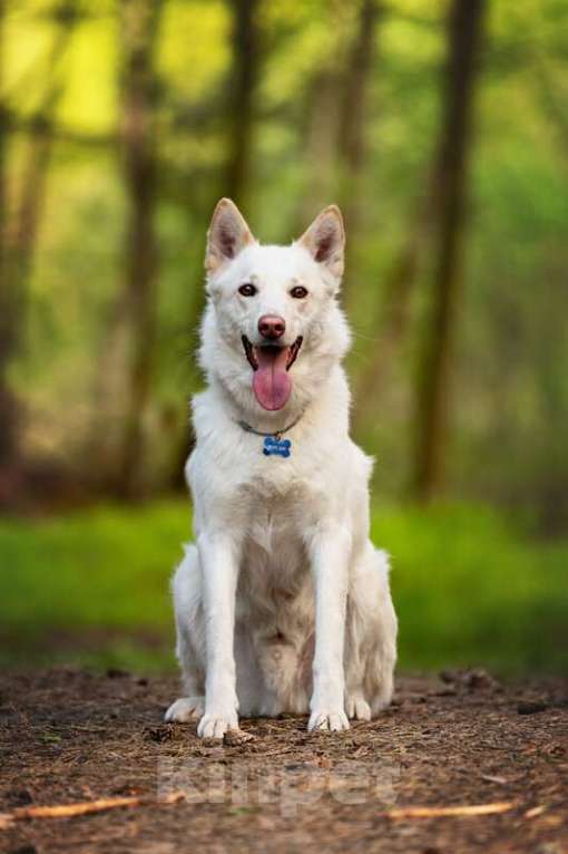 Собаки в Москве: Красавчик Амир в добрые руки. Мальчик, Бесплатно - фото 4