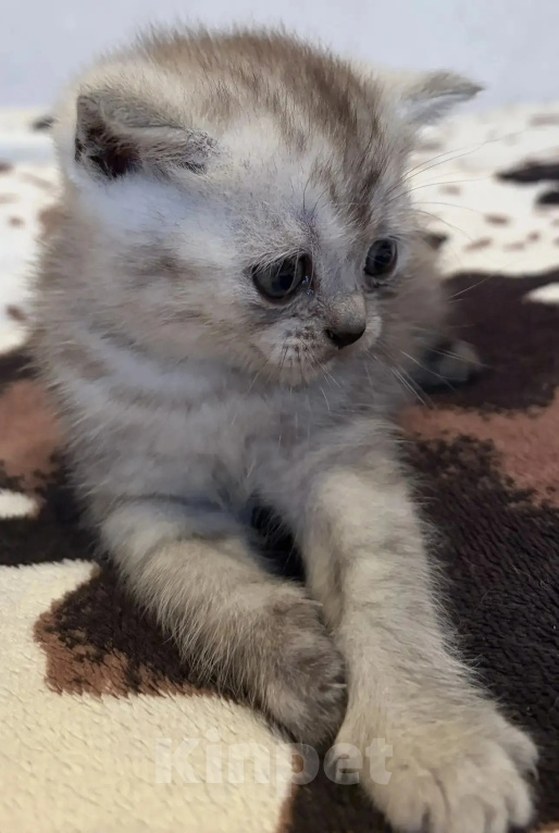 Кошки в Смоленске: Продажа котят Разнополые, 20 000 руб. - фото 3
