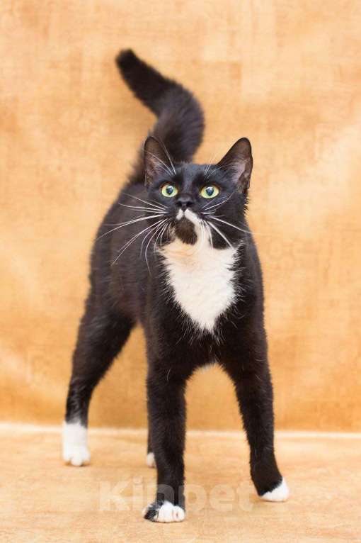 Кошки в Москве: Уютная Яся, хранительница очага Девочка, Бесплатно - фото 4