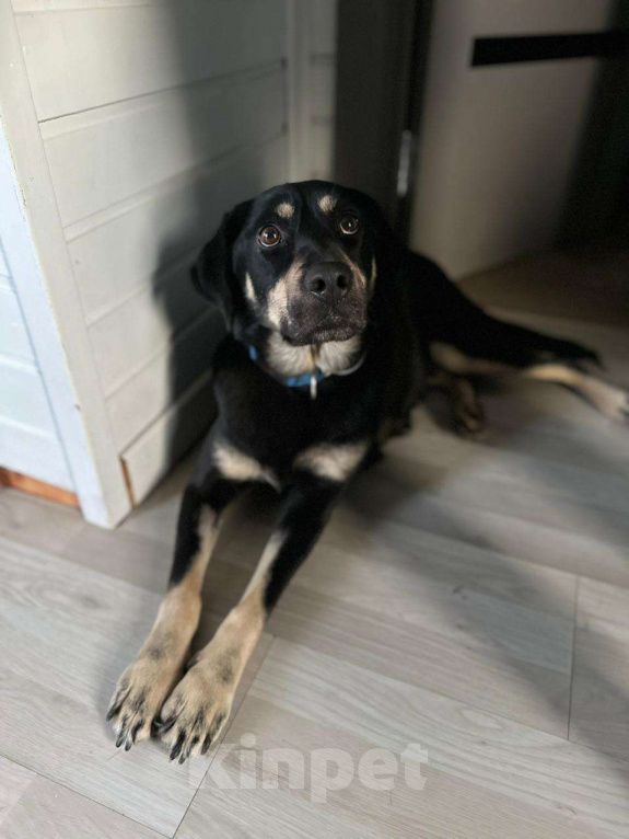 Собаки в Москве: Чудесная Ласточка в поиске дома. Девочка, Бесплатно - фото 6