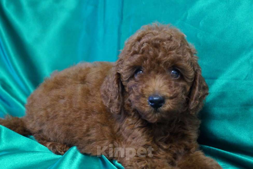 Собаки в Москве: Пудель-щенок деволчка Девочка, 80 000 руб. - фото 5